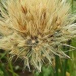 Attēlu rezultāti vaicājumam “Leontodon hispidus fruit”