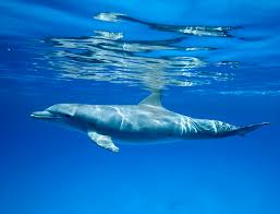 Image result for Tursiops truncatus