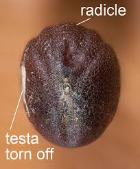 Attēlu rezultāti vaicājumam “Raphanus raphanistrum fruit”