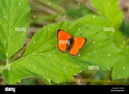 Attēlu rezultāti vaicājumam “Lycaena virgaureae male”
