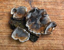 Attēlu rezultāti vaicājumam “Bjerkandera adusta”