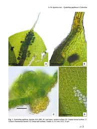 Attēlu rezultāti vaicājumam “Syntrichia papillosa”