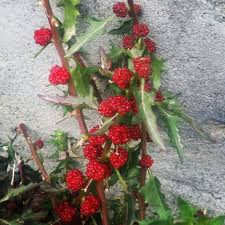 Image result for chenopodium foliosum