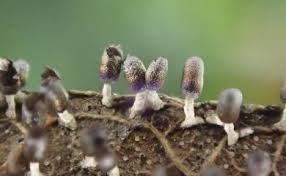 Attēlu rezultāti vaicājumam “Diachea leucopodia macro”