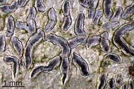 Attēlu rezultāti vaicājumam “Graphis scripta”