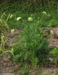 Image result for Daucus carota