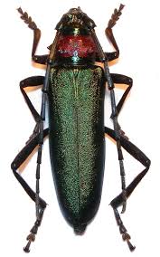 Attēlu rezultāti vaicājumam “Aromia moschata”