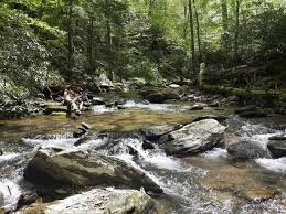 Attēlu rezultāti vaicājumam “Barbeyella minutissima macro”