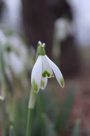 Attēlu rezultāti vaicājumam “Galanthus nivalis flower”