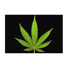 Attēlu rezultāti vaicājumam “Cannabis sativa leaf”