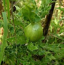 Attēlu rezultāti vaicājumam “Urophora cardui”