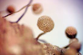 Attēlu rezultāti vaicājumam “Craterium aureonucleatum young”