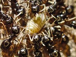 Attēlu rezultāti vaicājumam “Stemonitopsis hyperopta var. landewaldii young”