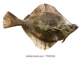 Image result for Pleuronectes platessa