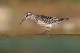 Attēlu rezultāti vaicājumam “Calidris falcinellus”