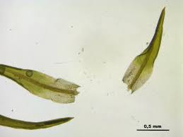 Attēlu rezultāti vaicājumam “Weissia brachycarpa”