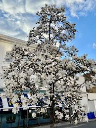 Attēlu rezultāti vaicājumam “Magnolia kobus flower”