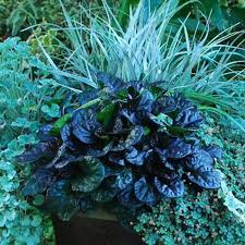 Attēlu rezultāti vaicājumam “Ajuga reptans leaf”