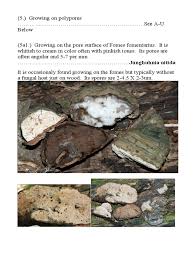 Attēlu rezultāti vaicājumam “Junghuhnia nitida”