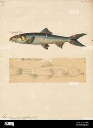 Image result for Elops saurus