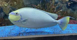 Image result for Naso hexacanthus