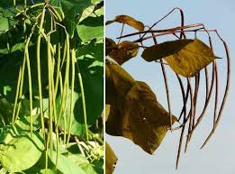 Attēlu rezultāti vaicājumam “Catalpa ovata fruit”