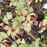 Attēlu rezultāti vaicājumam “Saxifraga tridactylites fruit”