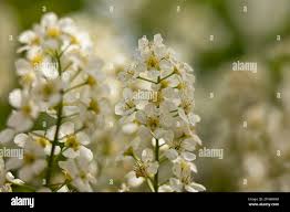 Attēlu rezultāti vaicājumam “Prunus padus var. roseiflora flower”