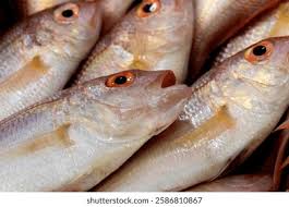 Image result for Pagrus