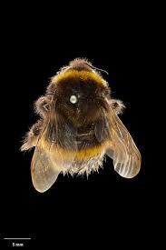 Attēlu rezultāti vaicājumam “Bombus terrestris”