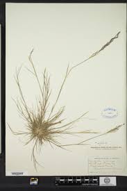 Attēlu rezultāti vaicājumam “Agrostis canina”