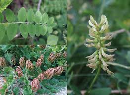 Attēlu rezultāti vaicājumam “Astragalus glycyphyllos flower”