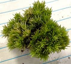 Attēlu rezultāti vaicājumam “Leucobryum juniperoideum”