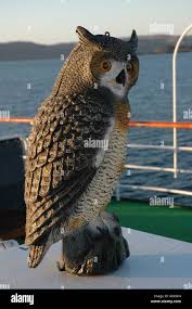 Image result for owl ship