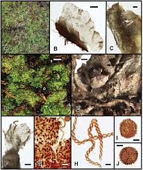 Attēlu rezultāti vaicājumam “Fossombronia wondraczekii sporophyte”