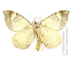 Attēlu rezultāti vaicājumam “Eulithis pyropata”