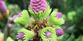 Attēlu rezultāti vaicājumam “Picea abies male flower”