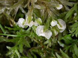 Attēlu rezultāti vaicājumam “Rimbachia neckerae”