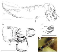 Attēlu rezultāti vaicājumam “Hemerobius perelegans”