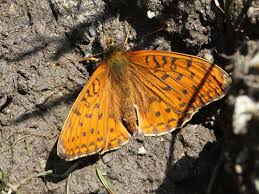 Attēlu rezultāti vaicājumam “Argynnis niobe underside”