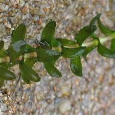 Attēlu rezultāti vaicājumam “Elodea canadensis leaf”