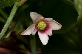 Attēlu rezultāti vaicājumam “Schisandra chinensis flower”