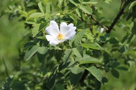 Attēlu rezultāti vaicājumam “Rosa subcanina”