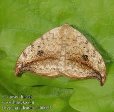 Attēlu rezultāti vaicājumam “Drepana falcataria”