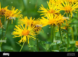 Attēlu rezultāti vaicājumam “Inula salicina flower”