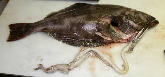 Image result for Reinhardtius hippoglossoides