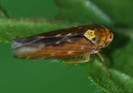 Attēlu rezultāti vaicājumam “Lamprotettix nitidulus”