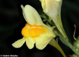 Attēlu rezultāti vaicājumam “Linaria loeselii”