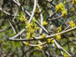 Attēlu rezultāti vaicājumam “Fraxinus excelsior flower”