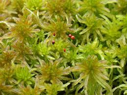 Attēlu rezultāti vaicājumam “Sphagnum fallax”